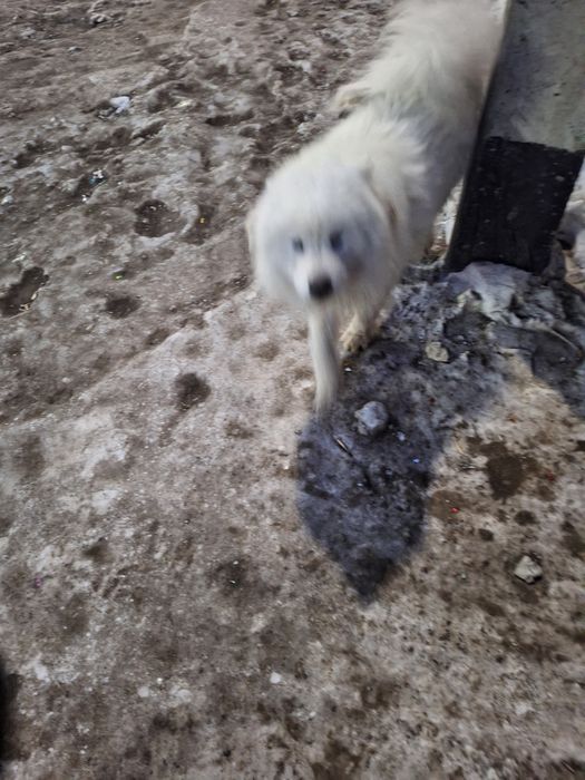 Собака       ...