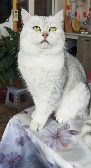 Mushukni juftlashtirish Вязка кота с кошкой