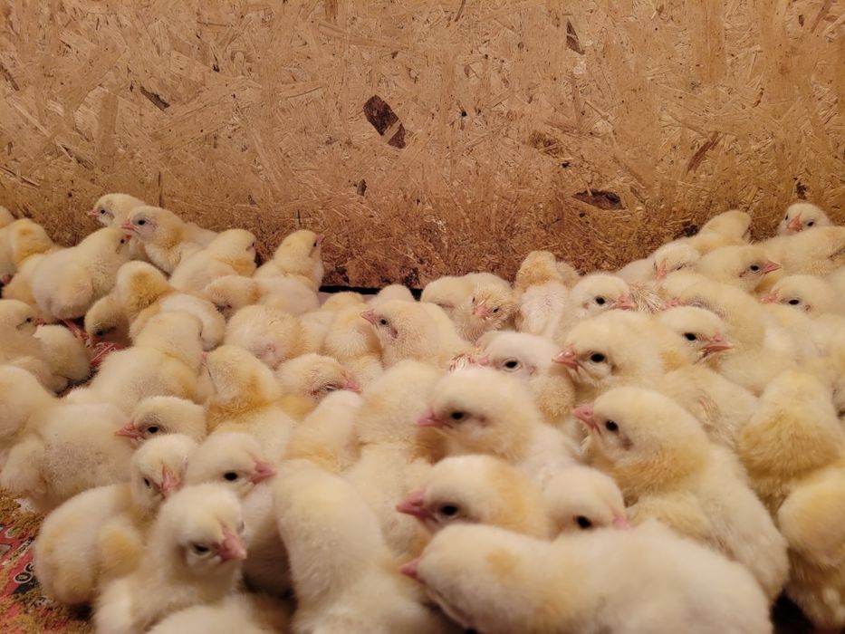 Бройлерные цыплята Росс 308