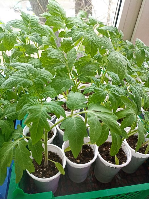 Продам рассаду помидор
