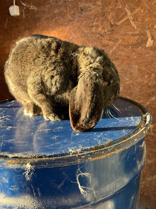 Iepuri berbec german