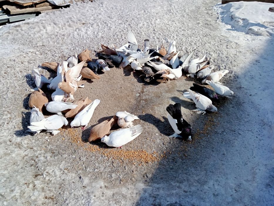 Голуби разные 7 шт:2,500