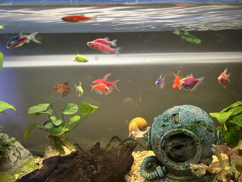 Рибки Danio Glo Цветно Данио