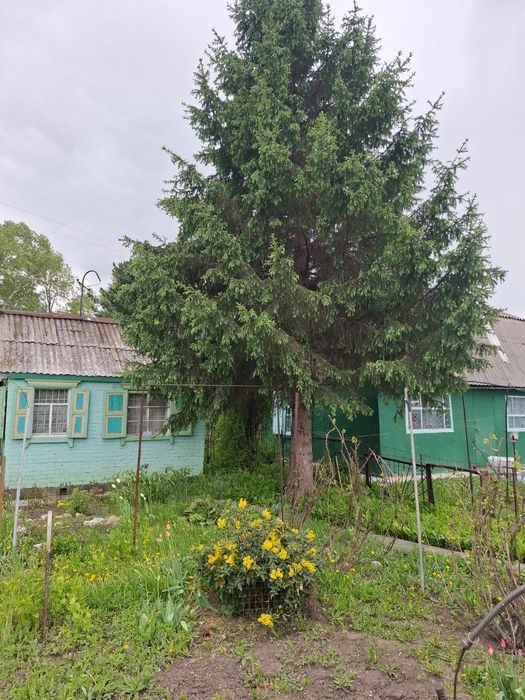 Продаётся летняя дача в Аэропорту