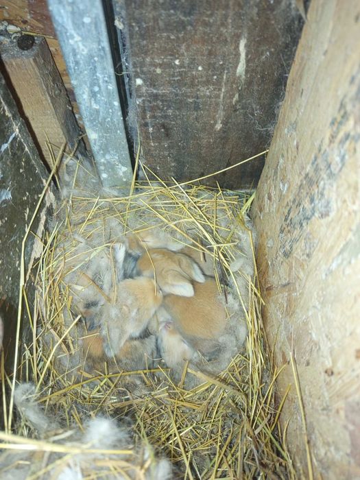 Холандско джудже , ангелски с чиста линия ,мини зайчета