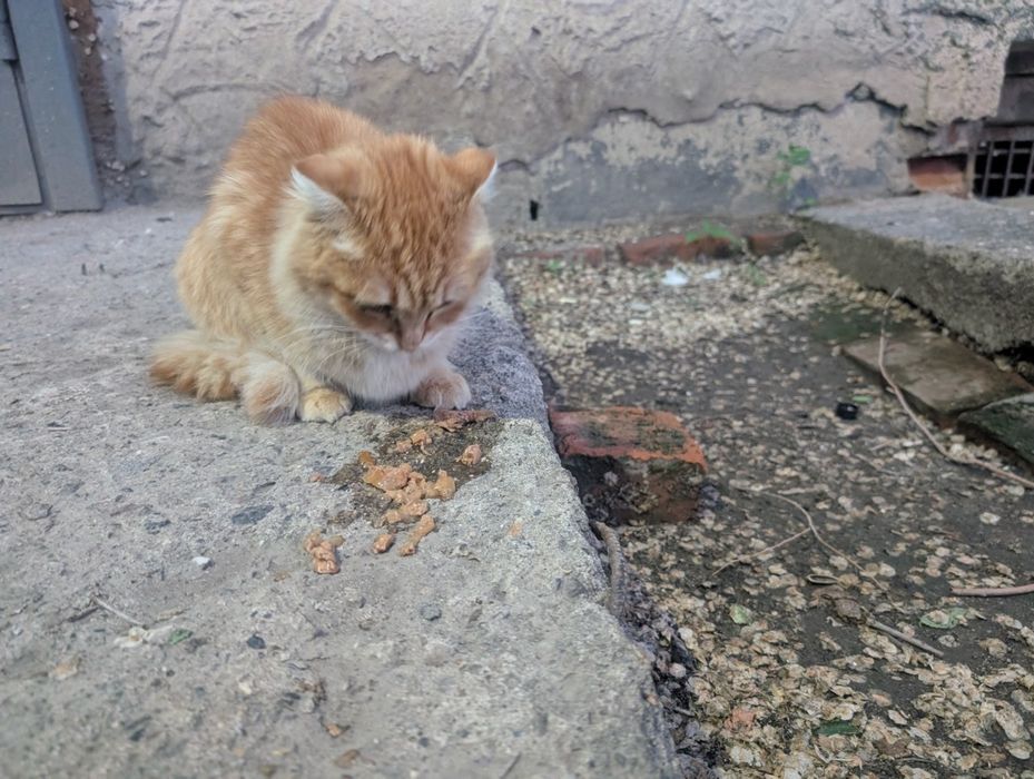 Нашелся чей то кот или кошка