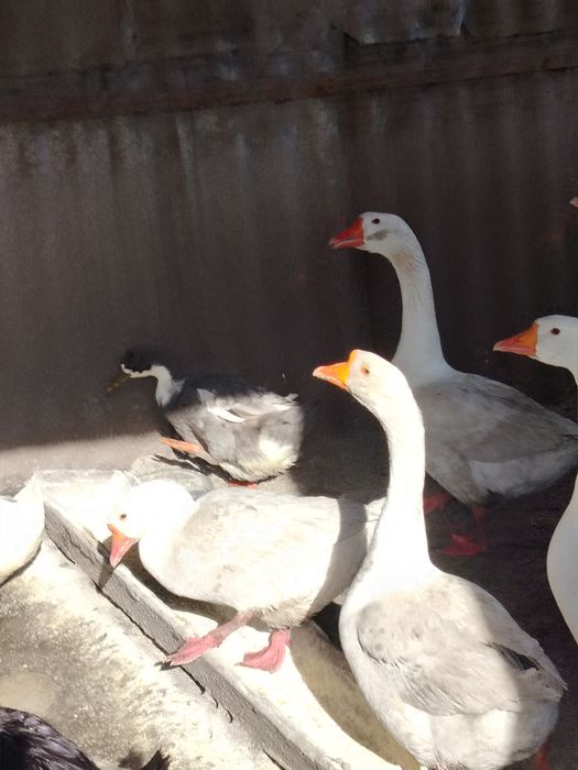 Продам гусей домашних