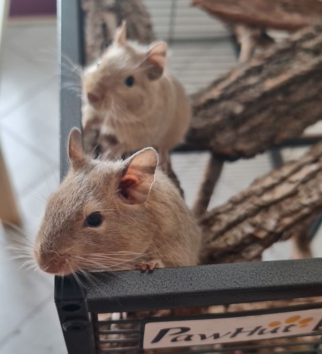 Veverițe Degu tinere