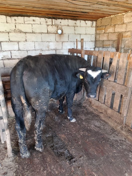 Бұқалар сатылады