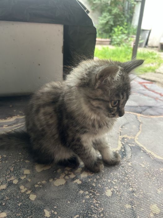 Отдам котенка в хорошие руки