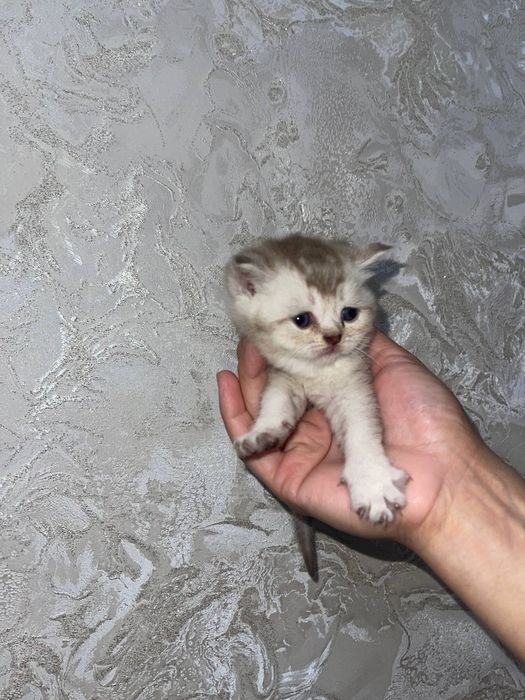 Британской шиншилла мушуги сотилади