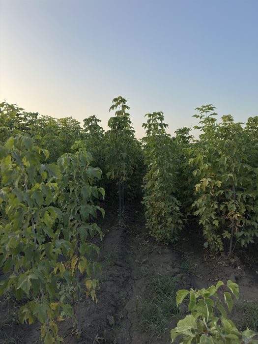 Katalpa Klyon Каталпа клён ясин сафора бор