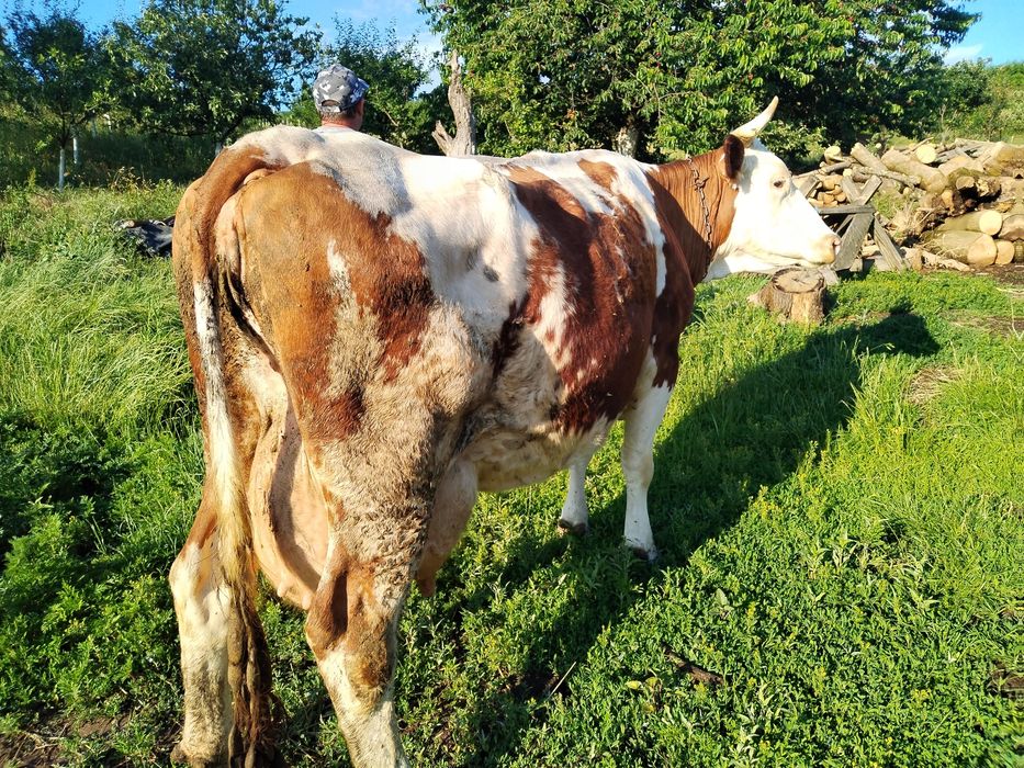 Vând vacă 25 Li Lapte