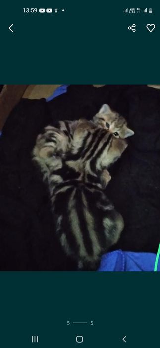 Продам шотладских котят