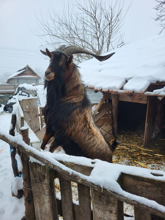 Capre/ țap alpin francez