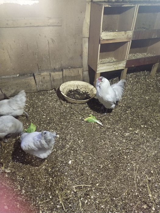 Продам семью Амеруакана Лаванда.