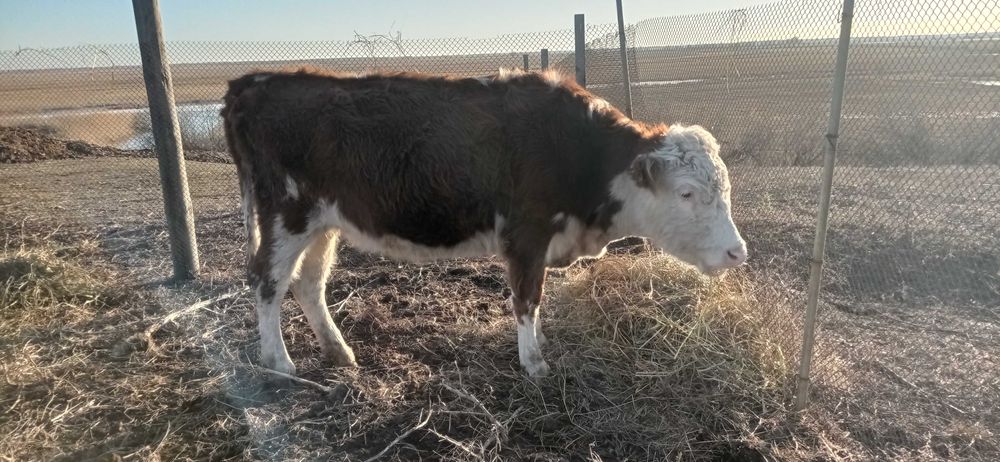 Корова, стельная