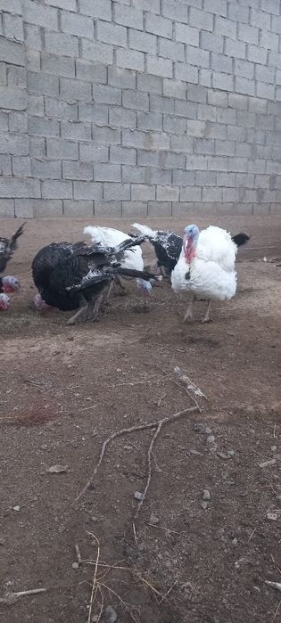 Продам индюки полугодичные