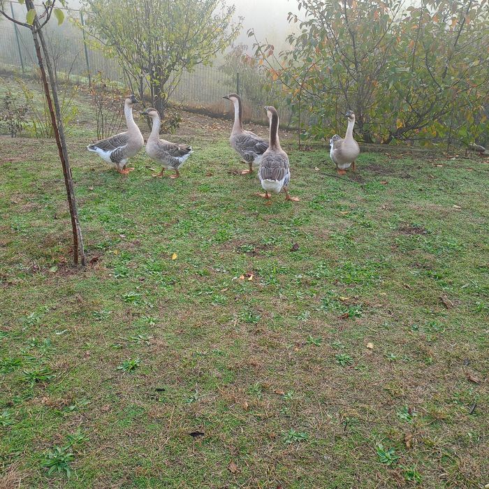 Gâscani leșești,1 de 2023 și unul 2025