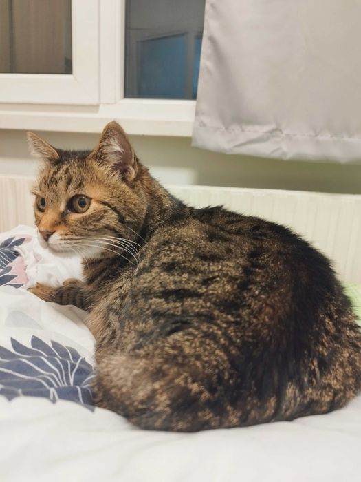 Мишето търси своя нов дом