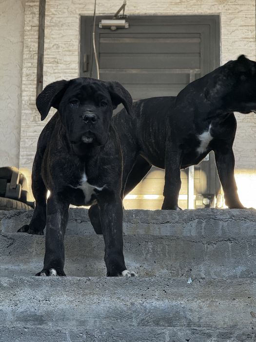 Продается Кане Корсо