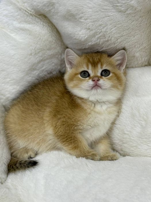 Британская золотая шиншилла, девочка, возраст 4 месяца.