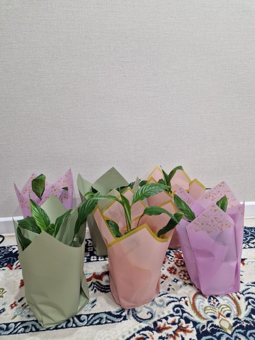 Продам цветы Женское счастье(спатифиллум)