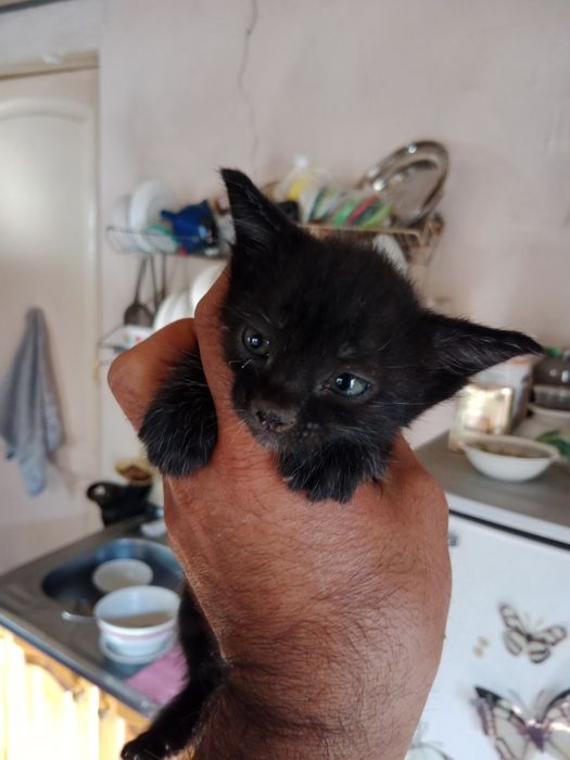 Котята отдам даром