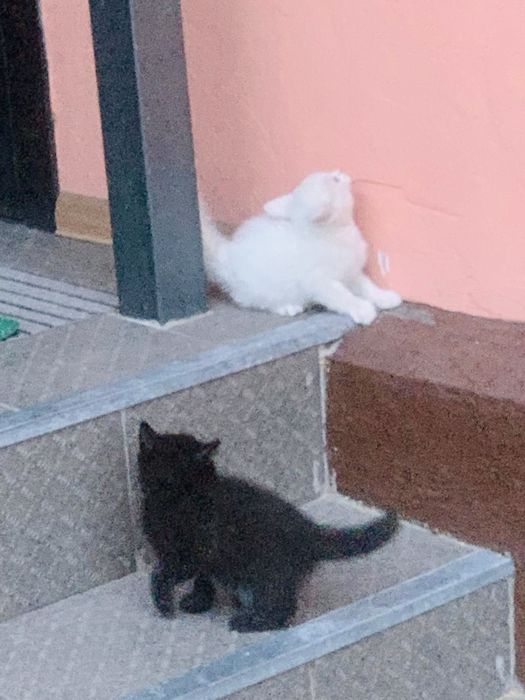 Отдам котят в добрые руки