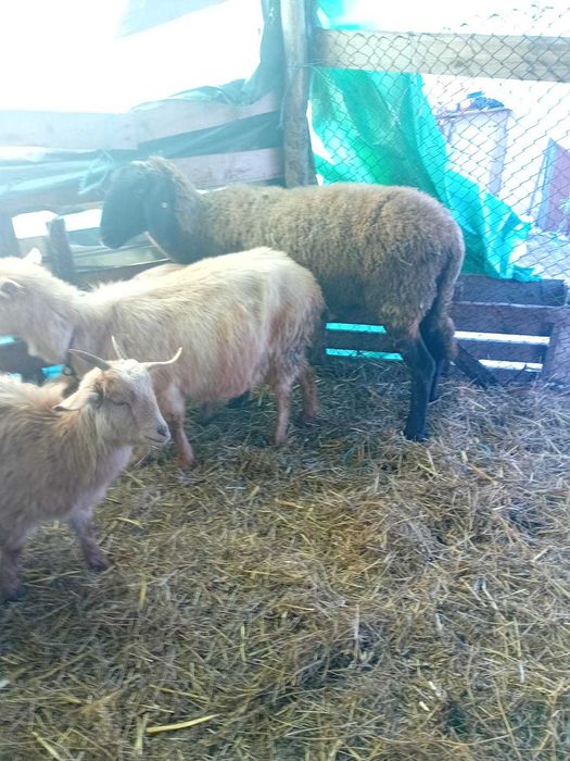 Vand   oaie  gestanta