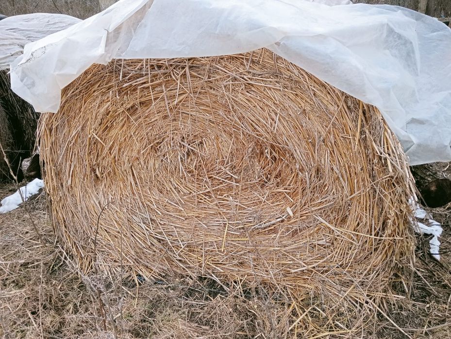 Baloti ovaz , iarba si lucerna a treia cosire