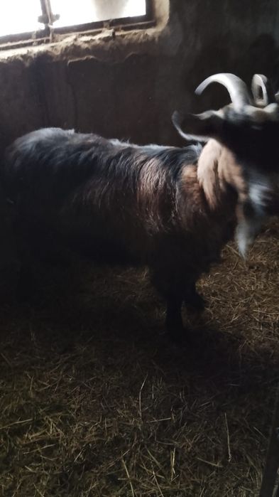 Capră(cârlană,nefătată varsta 1 an)și ied(in jur de 25kg) de vânzare
