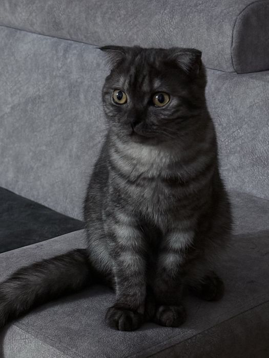 Хочу кошку отдать в хорошие руки