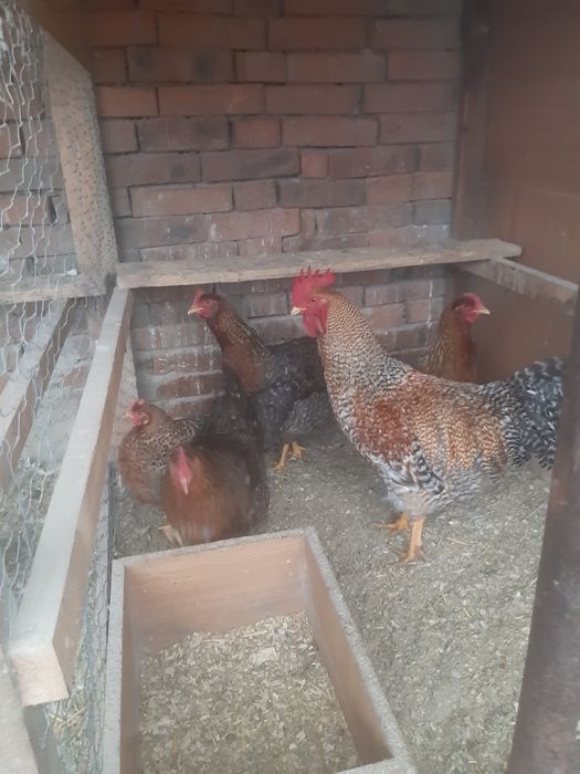 De vânzare o familie de Bigfelder