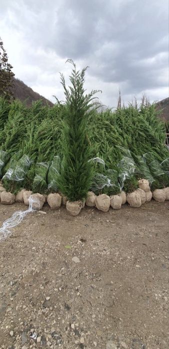 Leylandii super oferta