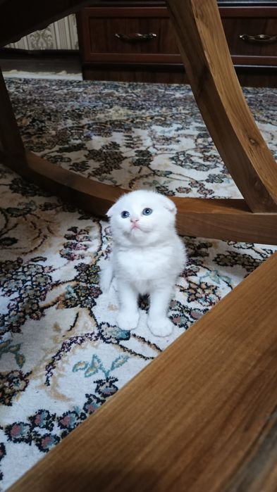 Котята фолды. Окрасы золото и серебро шиншиллы,белые и пепельный.