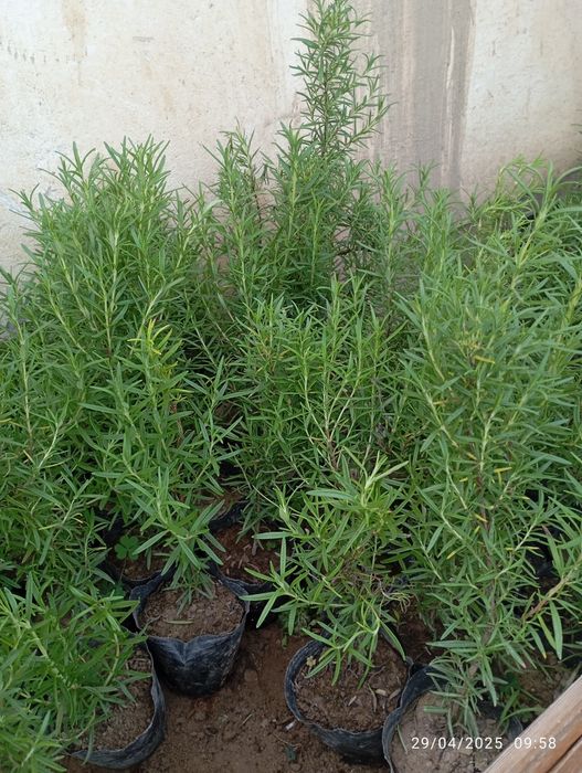 Aloe vera razmarin, lavanda ko' chatlari sotiladi