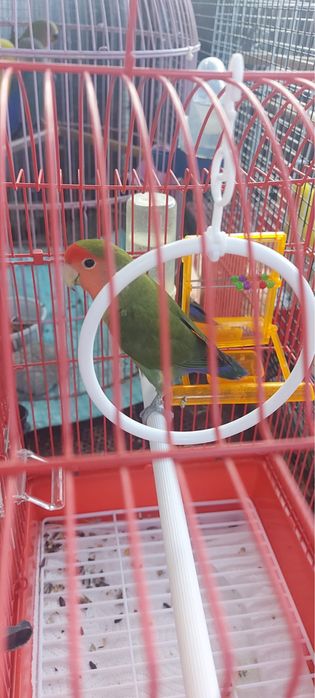 Vând pui agapornis