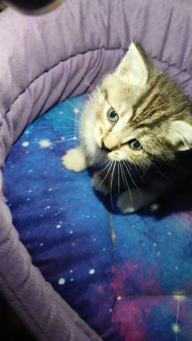 Котята, отдам бесплатно