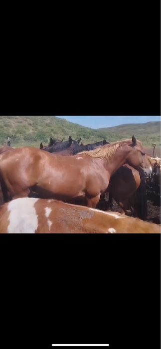 Ассаумағалейкум! Айғыр сатылады