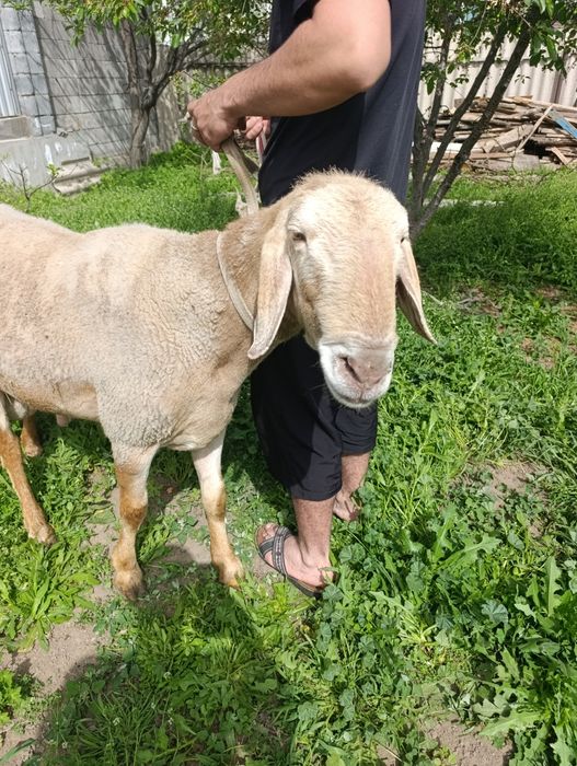Кочкар арашан продам
