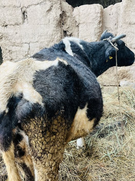 Сиыр сатылады бағасы : 600.000тг