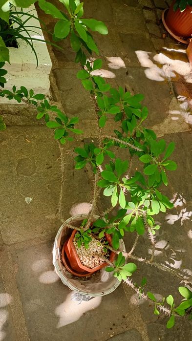 Млади олеандри, Здравец,алое, детелина, чемшир,хлорофитум, бегония, па