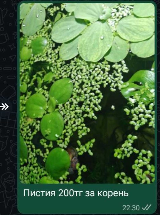 Аквариумные растения