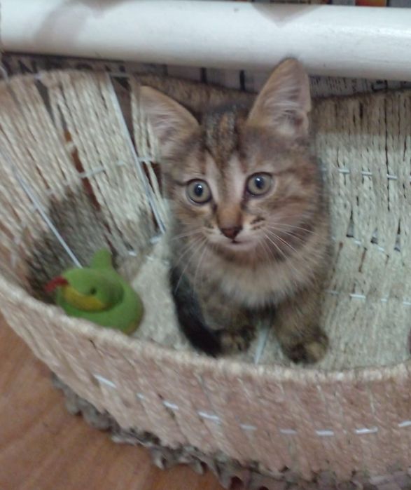 Отдам котят в добрые руки ,два мальчика