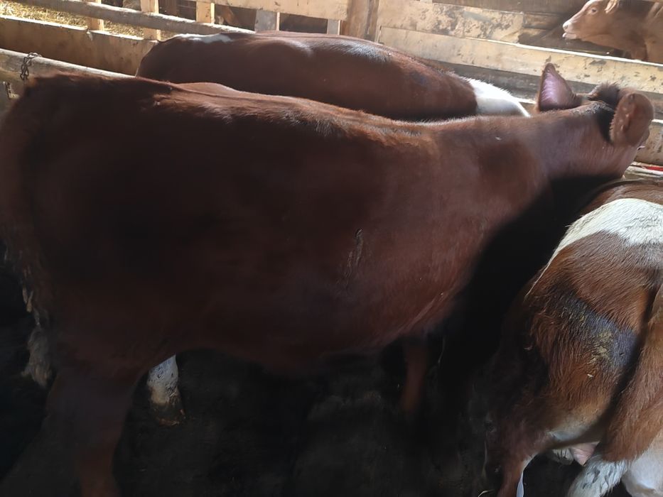 Vând viței de carne
