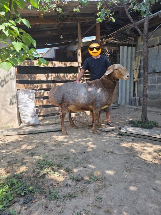 Продам  кошкар , гисар арашан
