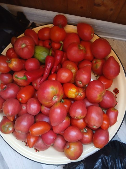 Продам помидоры домашние ,розовые