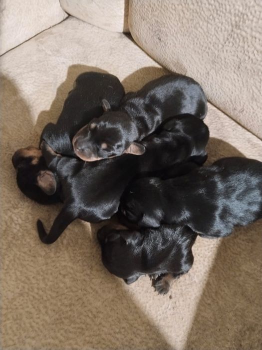 Продам щенков таксы