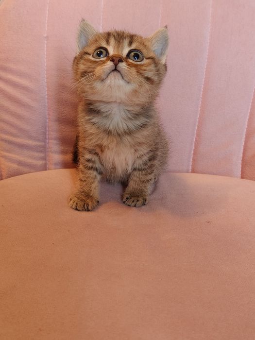 Табби золотой котики